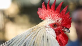 Cock-fighting ring: Dozens of roosters seized in Caldwell County