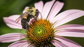 Pollen season marches toward peak activity across southern US