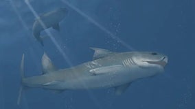 Shark fossils from Alabama, Kentucky national park lead to discovery of new species