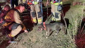 Dog rescued from house fire in southeast Austin: AFD