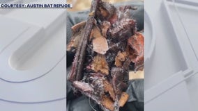 Austin-area bats found incapacitated by bird repellent gel