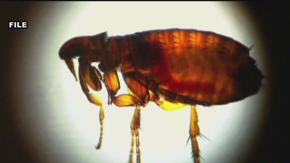 Person contracts Black Plague from cat in Oregon, how likely is that in Texas?