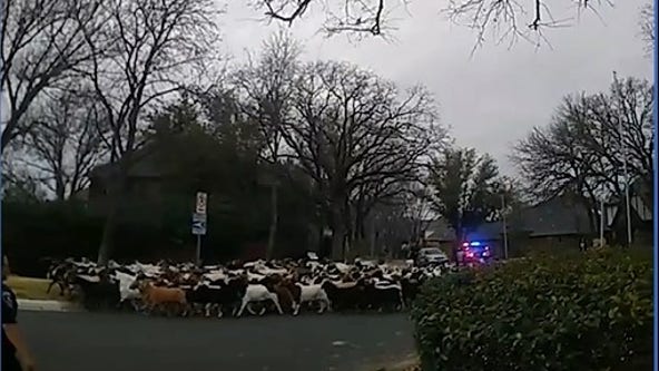 VIDEO: Goats wrangled up by Arlington police after escaping