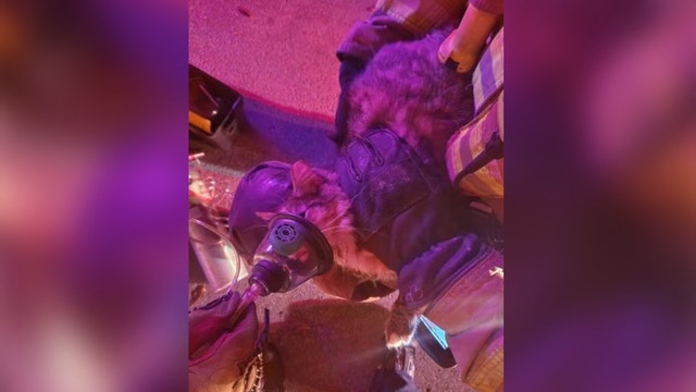 Cats rescued from house fire in Northeast Austin: AFD