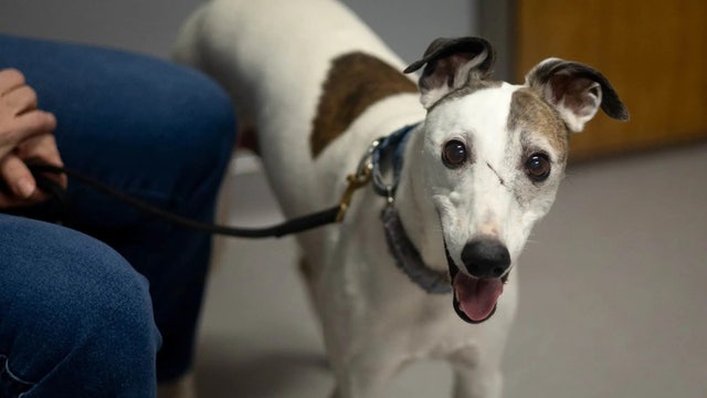 Anti-aging drug for dogs in the works: Meet Boo, the 1st dog taking the pill