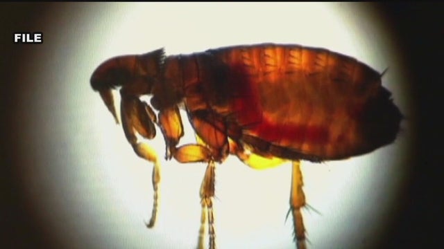 Person contracts Black Plague from cat in Oregon, how likely is that in Texas?