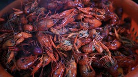 Louisiana declares disaster as crawfish shortage hits hard
