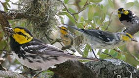 San Marcos trails close to protect rare bird