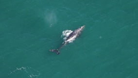 Whale that vanished from Atlantic over 200 years ago spotted off Massachusetts: 'Shouldn't exist'
