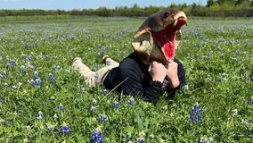 Taking bluebonnet photos? Watch out for rattlesnakes, WilCo says