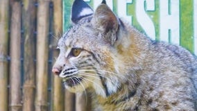 Orphaned bobcat kittens find new home at New Orleans zoo
