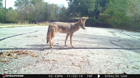 Coyotes in Austin: Why you may start seeing them more often this month