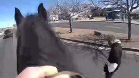 Watch: New Mexico police deploy horsepower to catch shoplifting suspect