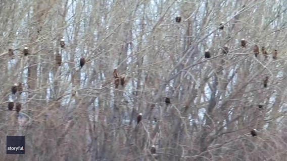 Dozens of eagles spotted at Minnesota lake: Video