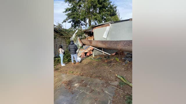 ‘They cannot live here’: Windstorm topples tree in Lynnwood, damaging 4 mobile homes