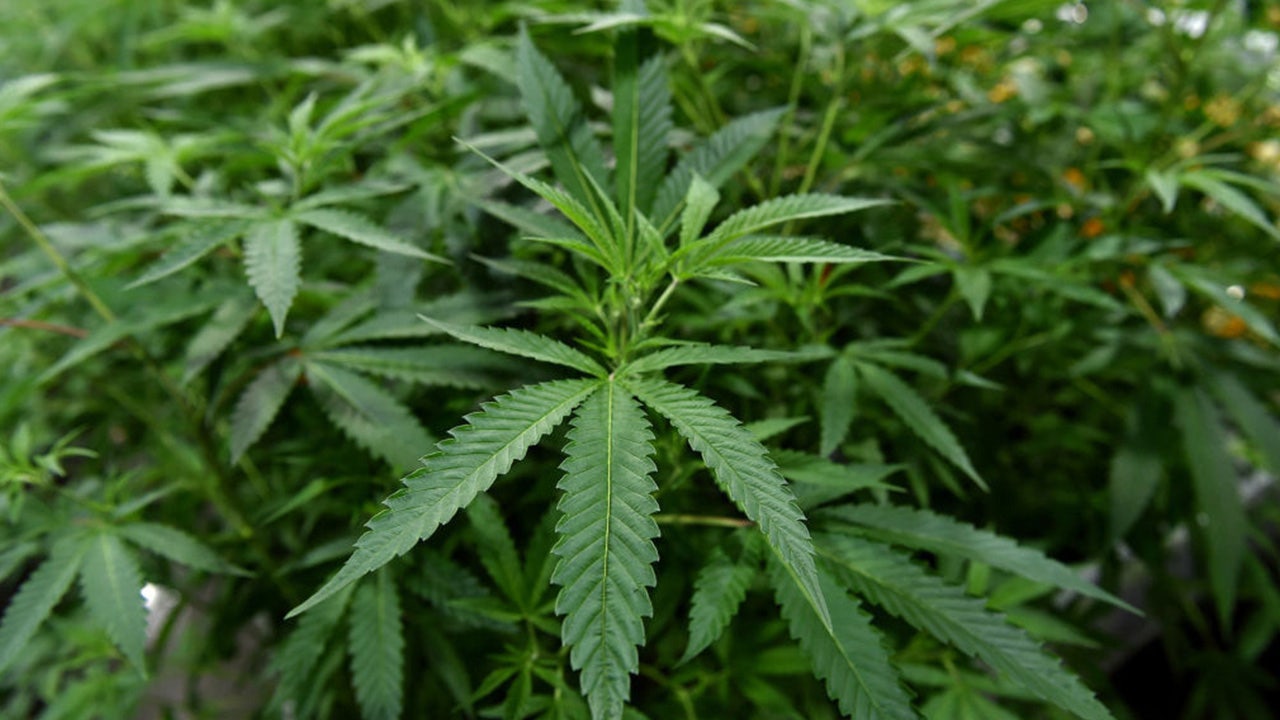 Texas Senate Limits Medical Marijuana Expansion After THC Ban Approval