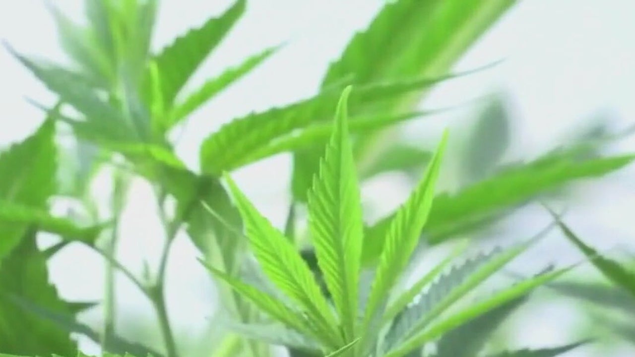 Texas Court Overturns San Marcos Marijuana Decriminalization