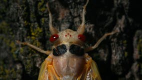 How to keep cicadas out of your yard and protect your plants