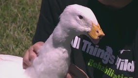 Polly the Duck to get new 3D-printed prosthetic bill