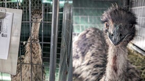 Emus found running loose in Austin park