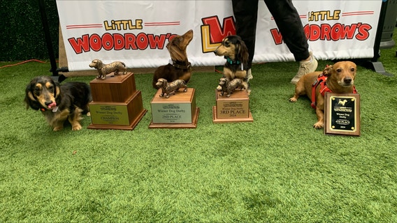 Weiner dogs race in third annual Wiener Dog Derby in south Austin