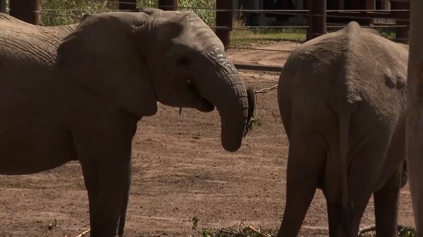 Kansas zoo announces 5 of their elephants are pregnant: ‘We are extremely excited for 2025’