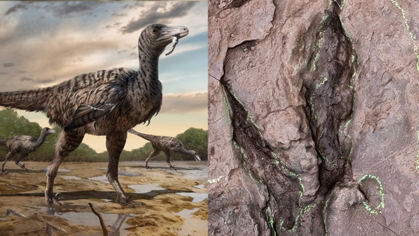 ‘Largest raptor footprints ever’ discovered in China