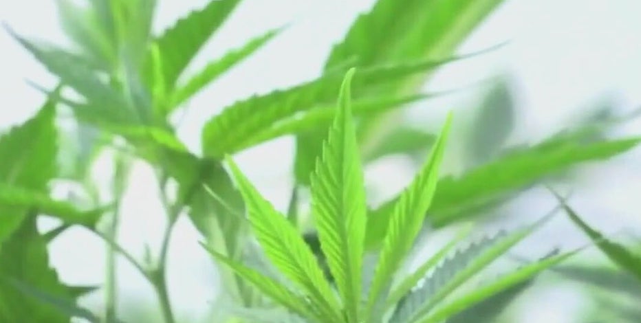 Appeals court overturns San Marcos' marijuana decriminalization ordinance