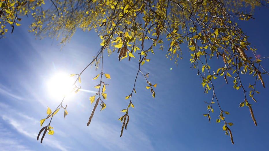 FILE - Birch pollen hanging from a birch tree under a blue sky and sunshine. (Photo by Karl-Josef Hildenbrand/picture alliance via Getty Images)