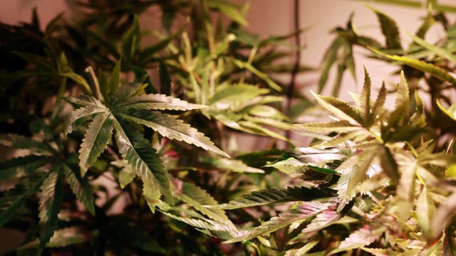 Fentanyl-laced marijuana found during drug arrest in North Austin: APD