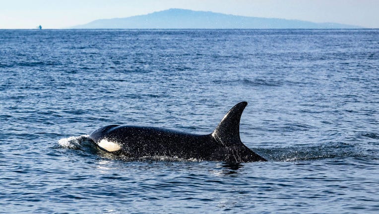 FILE - An orca swims off the coast of Newport Beach on Jan. 9, 2024. (Photo by Mark Rightmire/MediaNews Group/Orange County Register via Getty Images)