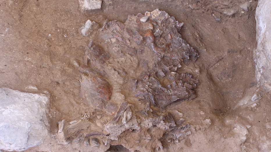 Neanderthal skull found crushed