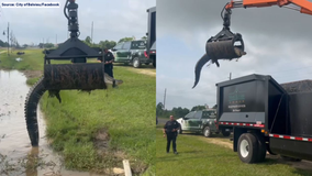 VIDEO: Texas officials move 12-foot alligator using grapple truck