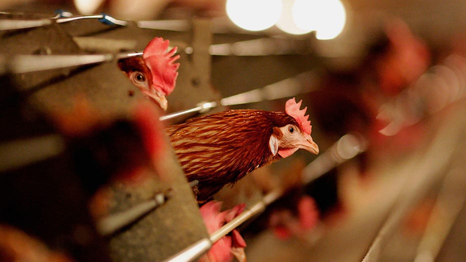 FILE - Battery hens sit in a chicken shed on Feb. 6, 2007, in Suffolk, England. (Photo by Jamie McDonald/Getty Images)