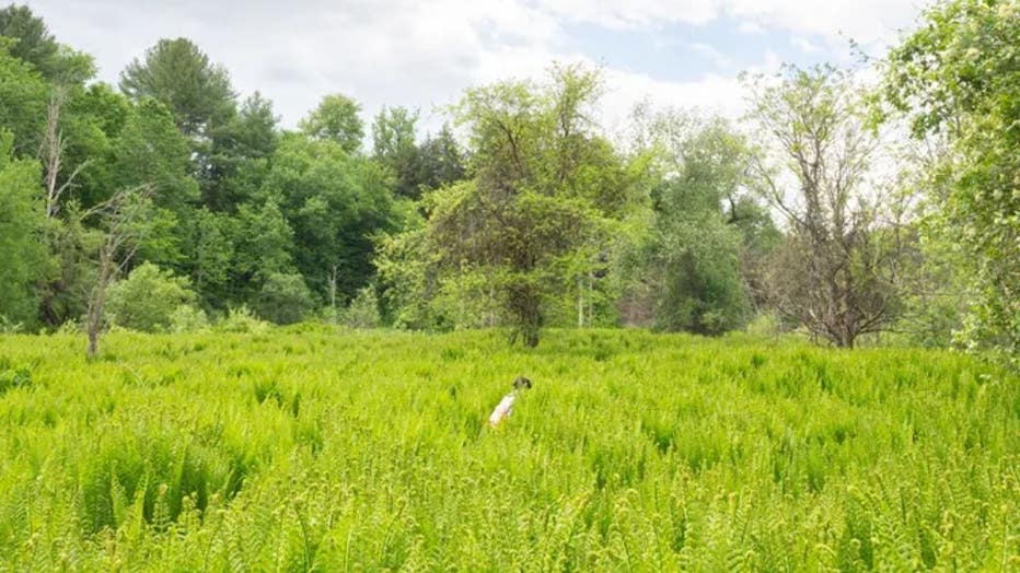vermont-herb-foxwx2.jpg