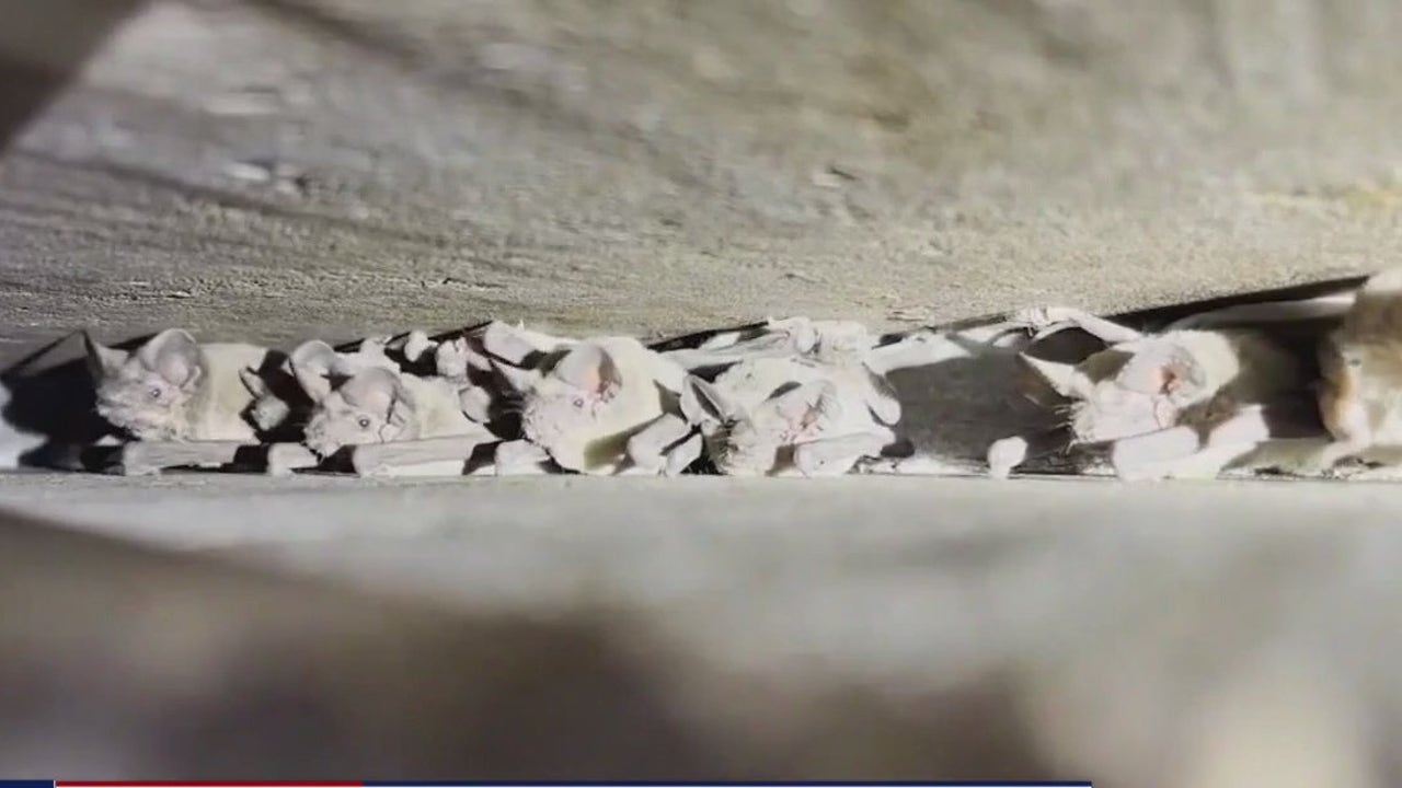 Bat boxes to be installed along I-35 in Austin Bat boxes to be installed along I-35 in Austin