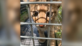 'Not your typical porch pirate': Bobcat kitten found at Round Rock home