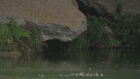 Hamilton Pool visitors frustrated with closed swimming area