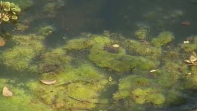 Dog's death not connected to toxic algae: LCRA