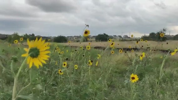 Texas lawmakers look at ownership of land by foreign entities