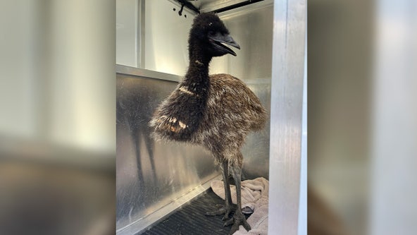 Emu found in Leander reunited with owner