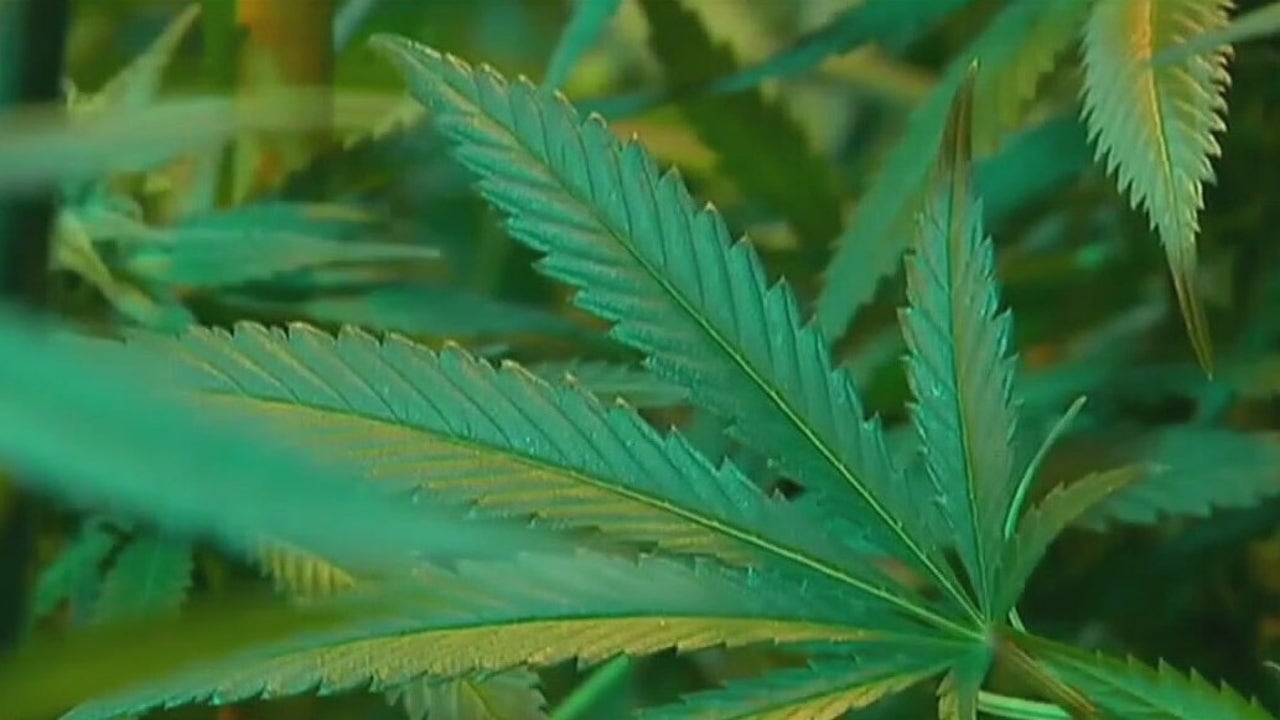 Texas Senate committee discusses proposed ban on all THC products | FOX