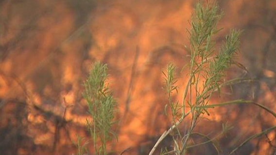 Prescribed burn expected in Onion Creek Wildlife Sanctuary: PARD