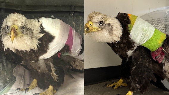Austin Wildlife Rescue rehabilitates injured bald eagle