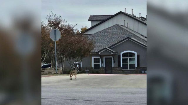 Coyote sightings increasing in Cedar Park: What to do if you see one