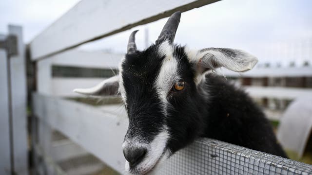 Texas teen accused of killing rival's goat because she 'doesn't like cheaters'