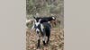 Goats helping reduce wildfire risk in Steiner Ranch