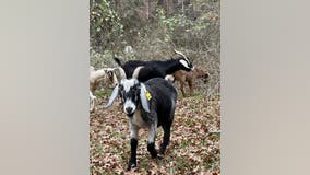 Goats helping reduce wildfire risk in Steiner Ranch