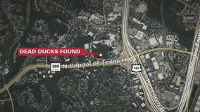 Flock of ducks died from bird flu in Northwest Austin