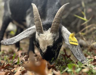 Goats helping reduce wildfire risk in Steiner Ranch | FOX 7 Austin
